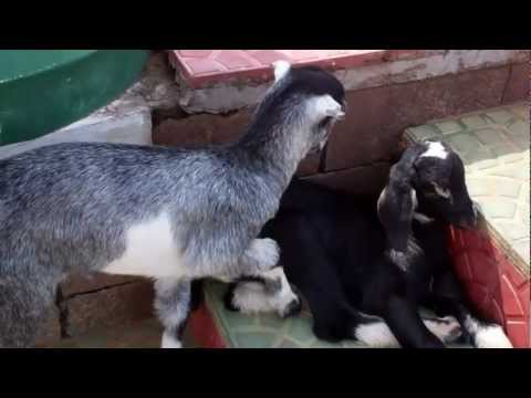 Beema Palli:Visiting a Saintly Place